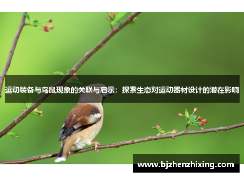 运动装备与鸟鼠现象的关联与启示：探索生态对运动器材设计的潜在影响